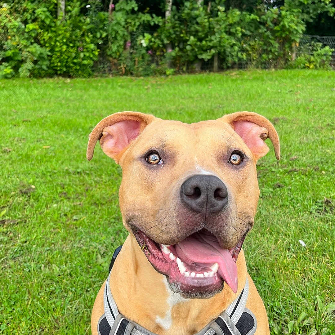 Freyja is registered to the contest to win money with this photo: animal, boxer, bulldog, canine, dog, grass, green, grove, land, lawn, nature, outdoors, park, pet, pitbull, plant, puppy, tree, vegetation, woodland