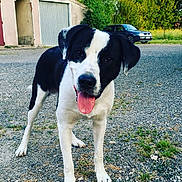 Iwok a rejoint le concours — aidez-le/la à gagner de superbes lots ! dog, black_and_white, tongue_out, outdoor, gravel, driveway, garage, car, trees, greenery, pet, animal, canine, friendly, curious, standing, daylight, nature, mammal, fur