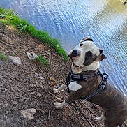 Big-D participe au concours pour gagner de l'argent avec cette photo : animal, canine, daytime, dog, grass, ground, harness, lake, leash, mammal, nature, outdoor, park, pet, reflection, riverbank, soil, tree, walk, water