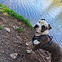 animal, canine, daytime, dog, grass, ground, harness, lake, leash, mammal, nature, outdoor, park, pet, reflection, riverbank, soil, tree, walk, water