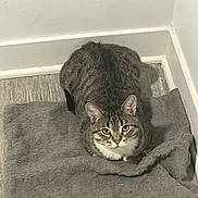 Butch Williams joined the competition — help win amazing prizes! animal, cat, corner, cozy, cute, domestic, ears, eyes, floor, fur, gray, home, indoor, looking, mat, pet, quiet, resting, tabby, whiskers