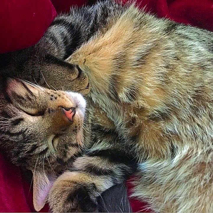 Tigger