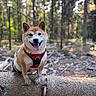 Phudji participe au concours pour gagner de l'argent avec cette photo : dog, shiba_inu, pet, canine, sitting, smiling, tongue_out, outdoors, forest, woodland, fallen_tree, log, nature, harness, red_harness, portrait, sunlight, bokeh, brown_fur, happy