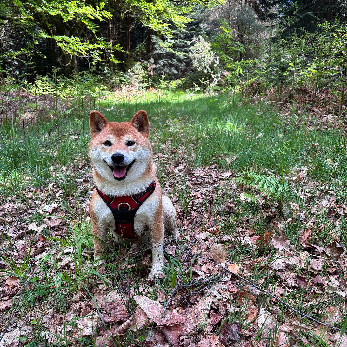 Phudji a rejoint le concours — aidez-le/la à gagner de superbes lots ! dog, shiba_inu, pet, animal, forest, woodland, outdoors, nature, greenery, trees, ferns, fallen_leaves, grass, harness, sitting, smiling, portrait, sunlight, wilderness, canine