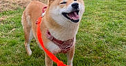 Phudji a rejoint le concours — aidez-le/la à gagner de superbes lots ! dog, shiba_inu, pet, outdoors, meadow, grass, field, countryside, leash, harness, orange_leash, smiling, open_mouth, happy, standing, fur, ears, portrait, nature, sky