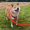 dog, shiba_inu, pet, outdoors, meadow, grass, field, countryside, leash, harness, orange_leash, smiling, open_mouth, happy, standing, fur, ears, portrait, nature, sky