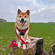 Phudji participe au concours pour gagner de l'argent avec cette photo : dog, shiba_inu, canine, pet, happy, smiling, outdoor, field, grass, tree_stump, moss, leash, harness, red_harness, standing, portrait, nature, cloudy_sky, rural, animal_photography