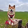 dog, shiba_inu, canine, pet, happy, smiling, outdoor, field, grass, tree_stump, moss, leash, harness, red_harness, standing, portrait, nature, cloudy_sky, rural, animal_photography