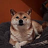 Phudji a rejoint le concours — aidez-le/la à gagner de superbes lots ! dog, shiba_inu, pet, animal, portrait, close_up, sitting, lying_down, crossed_paws, brown_fur, cream_fur, pointed_ears, dark_eyes, black_nose, blanket, indoor, cozy, warm_lighting, cute, relaxed