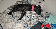 Lucy Stegall joined the competition — help win amazing prizes! bed, black_dog, blanket, clothing, collar, comfort, cozy, dog, fabric, floor, indoor, napping, patterned_bedspread, paw, person, pink_collar, relaxation, resting, sleeping, wall