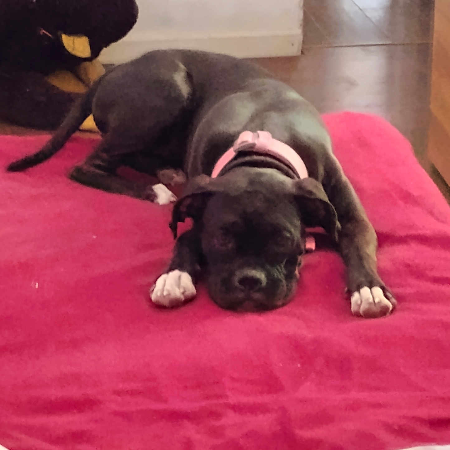 Lucy Stegall joined the competition — help win amazing prizes! animal, black_dog, canine, cozy, cute, dog, floor, home, indoor, pet, pink_collar, puppy, red_blanket, relaxing, resting, sleeping, stuffed_animal, toy, white_paws, young_dog