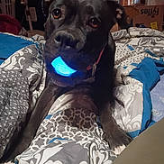 Lucy Stegall is registered to the contest to win money with this photo: animal, bedspread, black_dog, blanket, canine, collar, companion, cozy, curious, cute, dog, domestic, furniture, glowing, home, indoor, looking, patterned, pet, resting