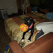 Lucy Stegall joined the competition — help win amazing prizes! animal, basketball, bed, black_dog, blanket, carpet, clutter, collar, couch, dim_light, dog, fan, furniture, indoor, laundry_basket, mouth, paws, pet, playing, room