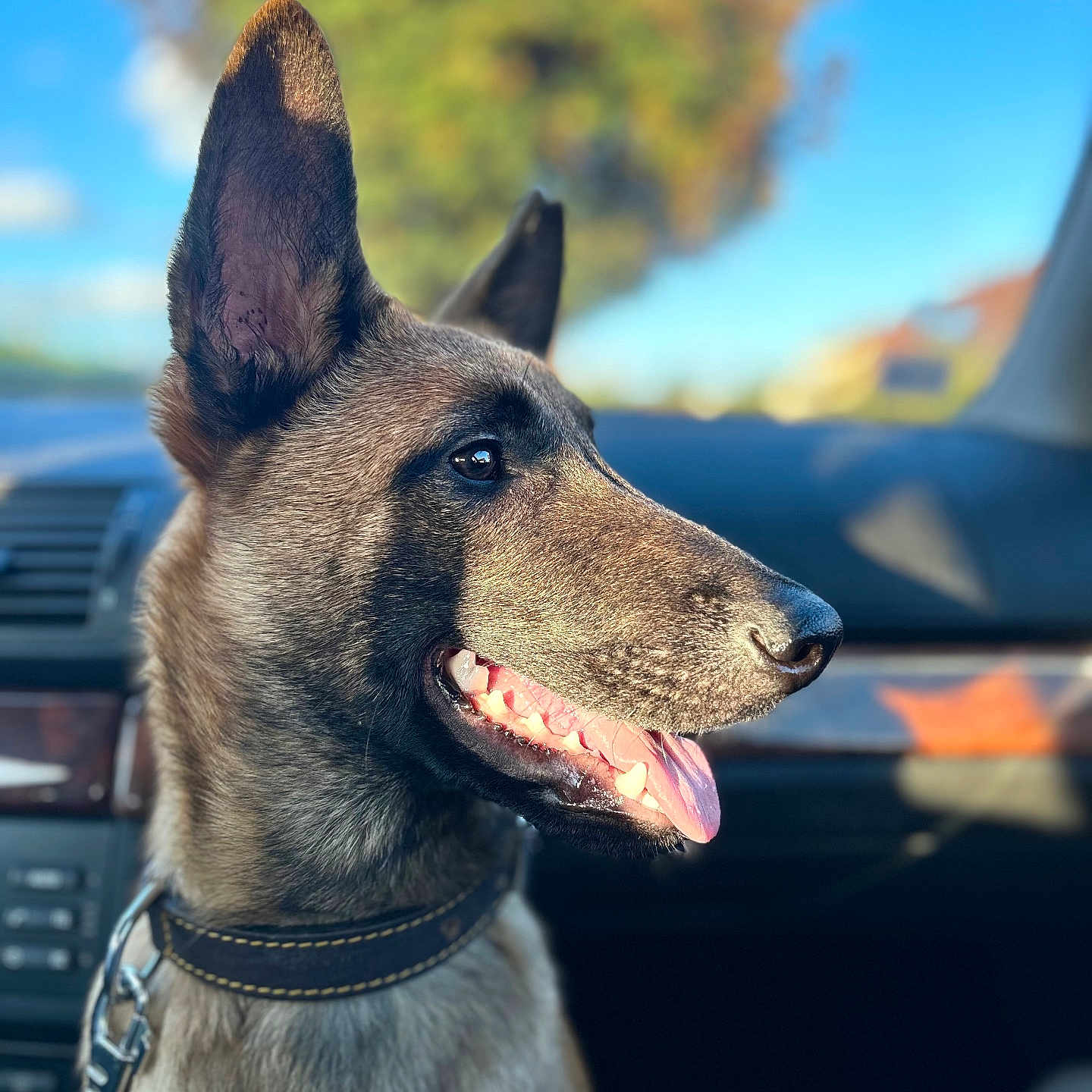 Venom participe au concours pour gagner de l'argent avec cette photo : accessories, animal, bodypart, canine, collar, dog, germanshepherd, mouth, person, pet, policedog, puppy, tongue