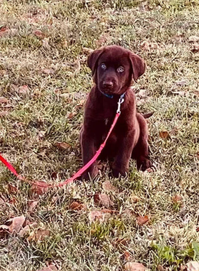 Draco joined the competition — help win amazing prizes! borador, carnivore, collar, companion_dog, dog, dog_breed, dog_collar, grass, groundcover, gun_dog, hunting_dog, labrador_retriever, liver, plant, retriever, soil, sporting_group, tail, terrestrial_animal, working_animal