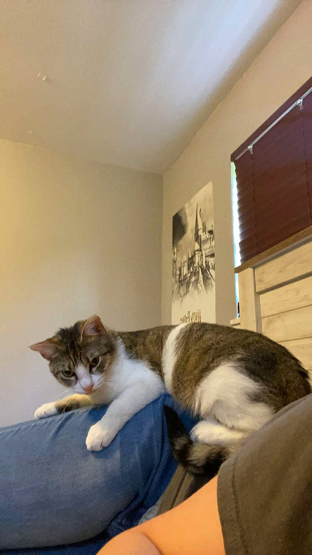 Willow joined the competition — help win amazing prizes! carnivore, cat, cat_supply, comfort, couch, domestic_short_haired_cat, felidae, flooring, fur, hardwood, linens, paw, room, small_to_medium_sized_cats, tail, whiskers, window, window_blind, window_covering, wood