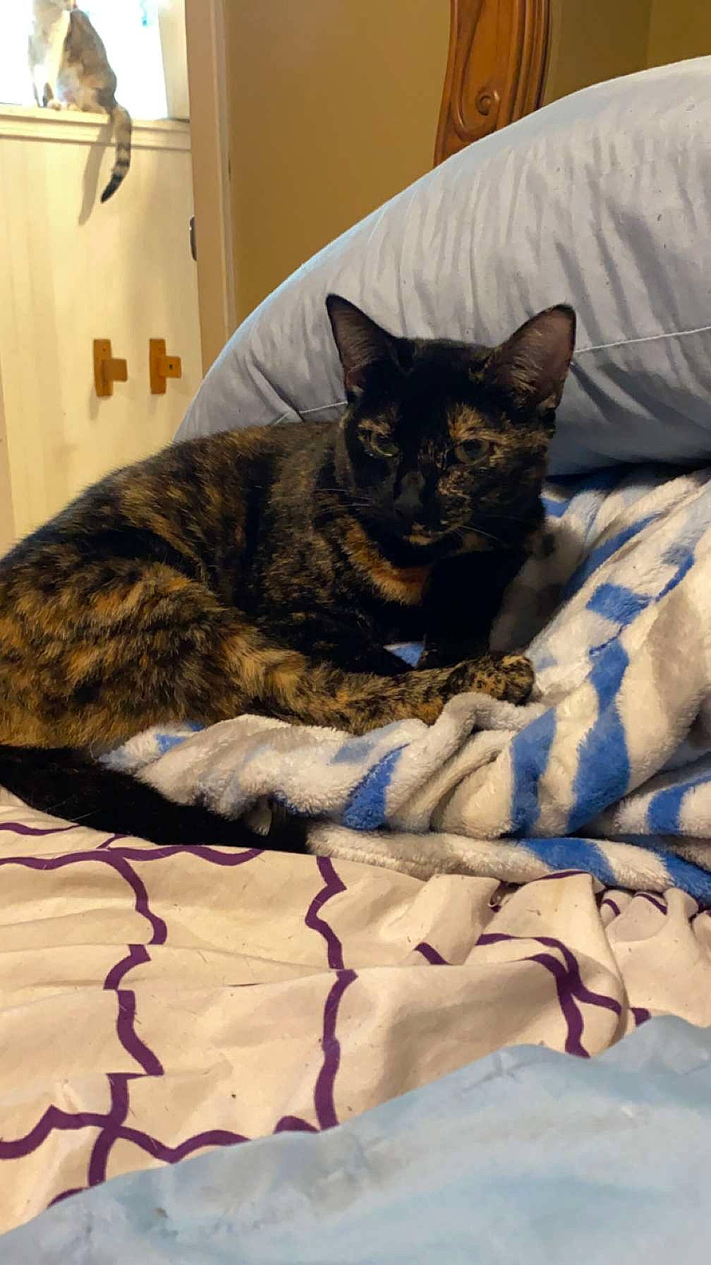 Esther is registered to the contest to win money with this photo: bed, bed_sheet, bedding, blanket, carnivore, cat, cat_bed, cat_supply, comfort, domestic_short_haired_cat, felidae, fur, grey, linens, nap, pattern, room, small_to_medium_sized_cats, snout, whiskers
