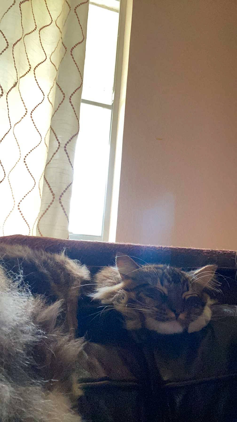 Charlie is registered to the contest to win money with this photo: comfort, electric_blue, felidae, floor, flooring, fur, glass, hardwood, house, human_leg, linens, rectangle, room, shade, tail, tints_and_shades, window, window_covering, window_treatment, wood