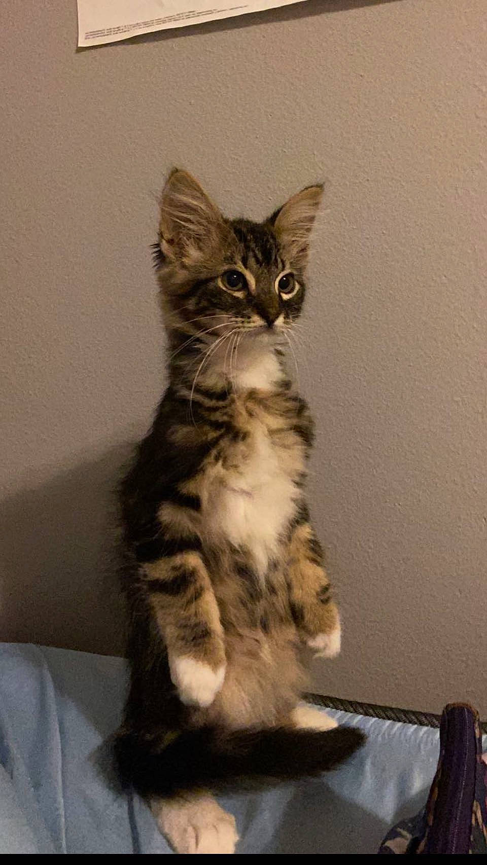 Charlie is registered to the contest to win money with this photo: carnivore, cat, domestic_short_haired_cat, felidae, fur, paw, small_to_medium_sized_cats, snout, tail, terrestrial_animal, whiskers