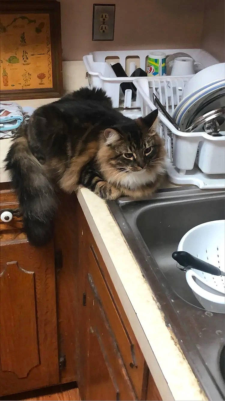 Charlie joined the competition — help win amazing prizes! brown, cabinetry, carnivore, cat, domestic_short_haired_cat, drawer, felidae, fur, grey, hardwood, home_appliance, kitchen, kitchen_appliance, kitchen_utensil, major_appliance, sink, small_to_medium_sized_cats, tableware, whiskers, wood