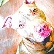 Skar is registered to the contest to win money with this photo: animal, brown_coat, canine, close_up, companion, curious, cute, dog, domestic, ears, face, friendly, fur, indoor, looking_up, nose, pet, portrait, whiskers, wooden_floor