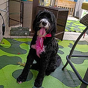 Nazareth joined the competition — help win amazing prizes! dog, pet, black_and_white, shaggy, curly_fur, sitting, tongue_out, pink_tie, outdoor, patio, deck, rug, wicker_furniture, chair, table, backyard, house, sunlight, portrait, happy
