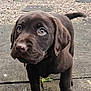 puppy, dog, labrador, chocolate, brown, outdoor, stone_patio, drool, young, canine, curious, pet, animal, ears, fur, tail, closeup, eyes, snout, walking