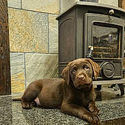 Moose is registered to the contest to win money with this photo: animal, chocolate, cozy, cute, dog, domestic_animal, floor, granite, hearth, home, indoor, labrador, looking_at_camera, lying_down, pet, puppy, relaxed, stone_wall, wood_stove, young