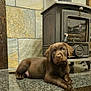 animal, chocolate, cozy, cute, dog, domestic_animal, floor, granite, hearth, home, indoor, labrador, looking_at_camera, lying_down, pet, puppy, relaxed, stone_wall, wood_stove, young