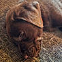 puppy, dog, sleeping, brown_fur, close_up, pet, cute, canine, nap, fur, animal, resting, indoors, texture, soft, adorable, young_dog, peaceful, portrait, cozy