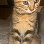 adorable, animal, cat, close_up, curious, cute, feline, fur, indoor, kitten, mammal, pet, portrait, sitting, small, soft_texture, tabby, whiskers, white, young