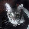 Eula is registered to the contest to win money with this photo: cat, tabby, gray_fur, green_eyes, whiskers, pink_nose, pointed_ears, pet, animal, portrait, close_up, sitting, chair, indoor, dark_background, dramatic_lighting, cute, alert, looking_at_camera, photography