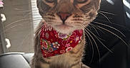Eula is registered to the contest to win money with this photo: cat, tabby, pet, animal, floral_bandana, collar, whiskers, large_eyes, ears, nose, fur, striped_fur, sitting, car_interior, car_seat, leather, portrait, close_up, backlighting, indoors