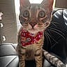 cat, tabby, pet, animal, floral_bandana, collar, whiskers, large_eyes, ears, nose, fur, striped_fur, sitting, car_interior, car_seat, leather, portrait, close_up, backlighting, indoors