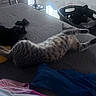 Eula is registered to the contest to win money with this photo: cat, tabby_cat, striped_fur, pet, animal, lying_down, sprawled, bed, bedroom, laundry, clothes, basket, indoor, home, relaxed, sleeping, paws, tail, furniture, photography