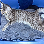 Eula is registered to the contest to win money with this photo: cat, tabby_cat, striped_fur, feline, pet, animal, lying_down, lounging, tail, whiskers, ears, eyes, paws, blue_basket, laundry, clothing, fabric, indoors, flash_photography, household