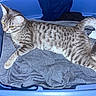 cat, tabby_cat, striped_fur, feline, pet, animal, lying_down, lounging, tail, whiskers, ears, eyes, paws, blue_basket, laundry, clothing, fabric, indoors, flash_photography, household
