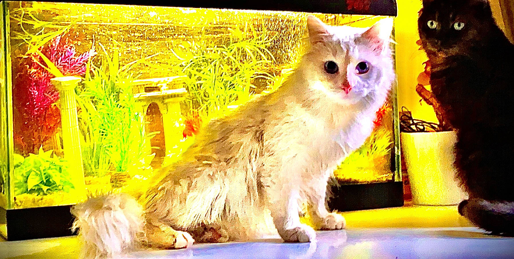 Safir a rejoint le concours — aidez-le/la à gagner de superbes lots ! american_curl, british_longhair, british_semi_longhair, carnivore, cat, domestic_long_haired_cat, domestic_short_haired_cat, fawn, felidae, kitten, kurilian_bobtail, mammal, napoleon_cat, norwegian_forest_cat, persian, ragamuffin, small_to_medium_sized_cats, turkish_angora, vertebrate, whiskers