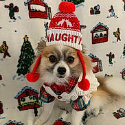 Teddy Bear is registered to the contest to win money with this photo: animal, blanket, brown_fur, christmas, clothing, cute, decorative, dog, festive, hat, holiday, indoors, pattern, pet, plaid, pom_pom, portrait, sitting, small_dog, white_fur