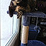 cat, tortoiseshell_cat, cat_tree, window, indoor, pet, feline, resting, looking, animal, fur, whiskers, ears, paw, home, natural_light, curiosity, relaxed, perched, scratching_post