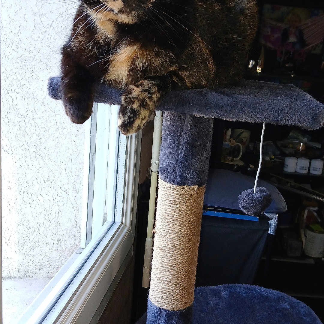 Christelle Buron a rejoint le concours — aidez-le/la à gagner de superbes lots ! animal, cat, cat_tree, curiosity, ears, feline, fur, home, indoor, looking, natural_light, paw, perched, pet, relaxed, resting, scratching_post, tortoiseshell_cat, whiskers, window