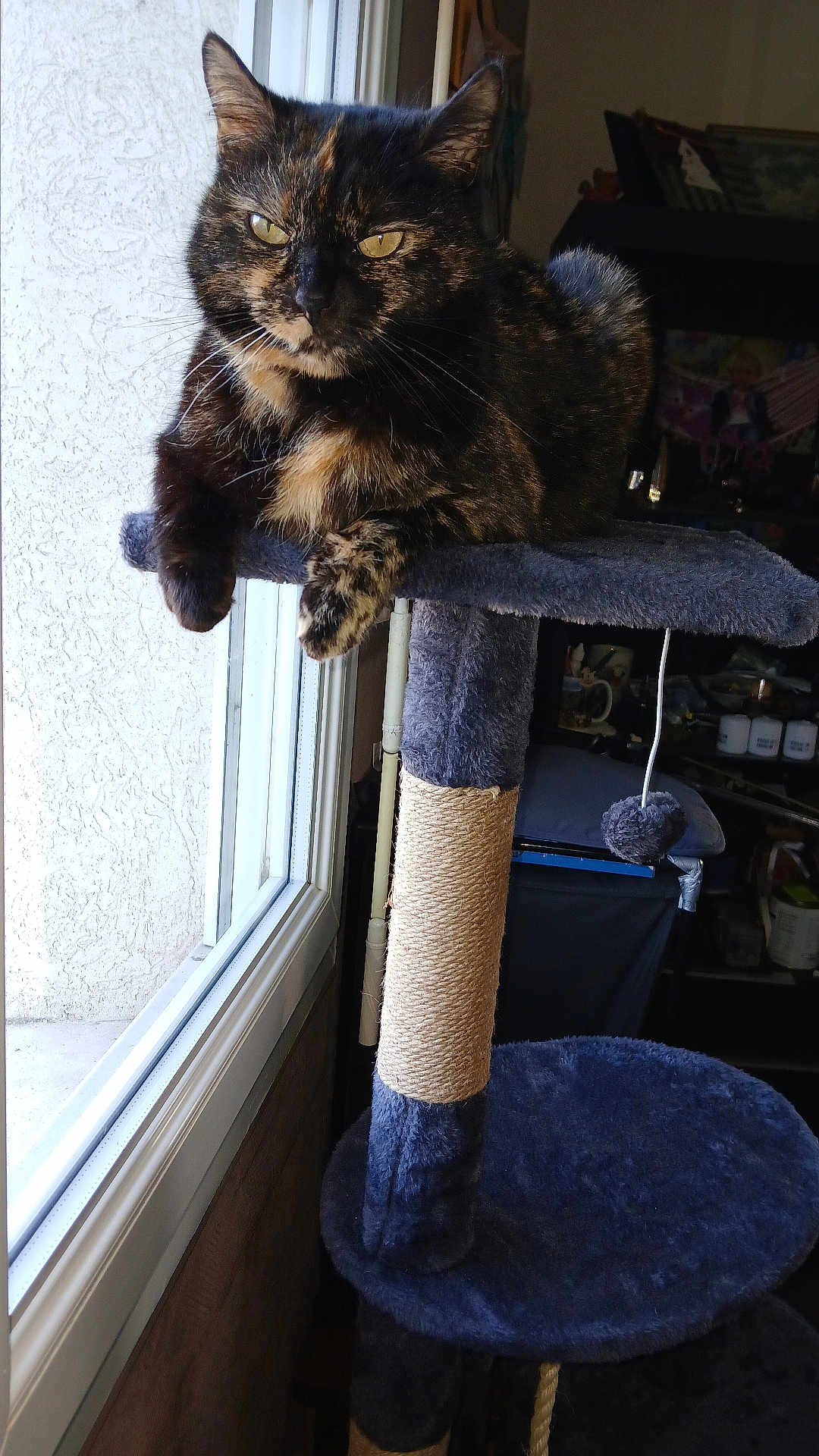 Christelle Buron a rejoint le concours — aidez-le/la à gagner de superbes lots ! cat, tortoiseshell_cat, cat_tree, window, indoor, pet, feline, resting, looking, animal, fur, whiskers, ears, paw, home, natural_light, curiosity, relaxed, perched, scratching_post