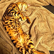 Athena a rejoint le concours — aidez-le/la à gagner de superbes lots ! bengal_cat, cat, feline, pet, sleeping, relaxed, striped, spotted, fur, animal, cozy, blanket, soft, indoor, comfort, resting, couch, warm, tabby, domestic_animal