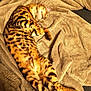 bengal_cat, cat, feline, pet, sleeping, relaxed, striped, spotted, fur, animal, cozy, blanket, soft, indoor, comfort, resting, couch, warm, tabby, domestic_animal