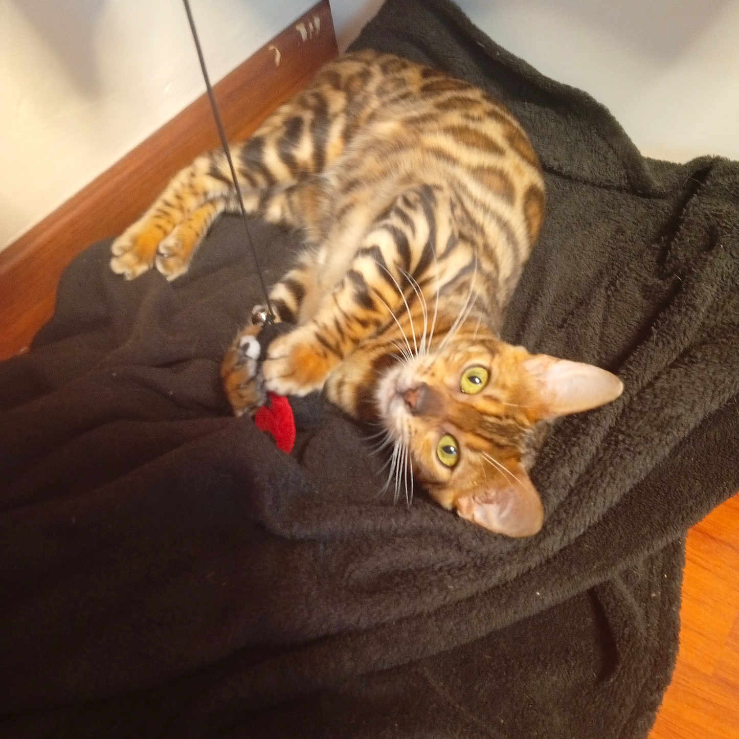 Athena a rejoint le concours — aidez-le/la à gagner de superbes lots ! animal, bengal_cat, black_blanket, cat, claws, curious, ears, feline, fur, indoor, looking_up, lying_down, paws, pet, playful, relaxed, striped, toy, whiskers, wooden_floor