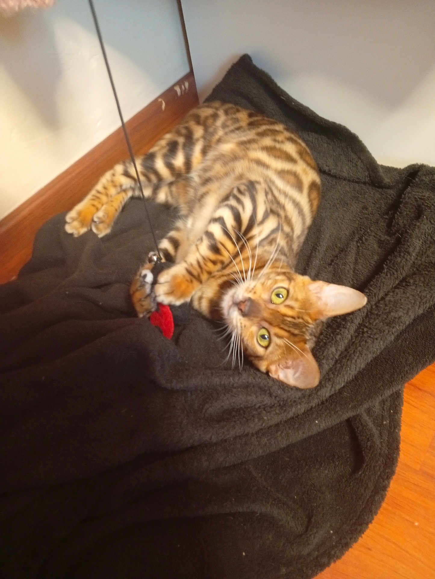 Athena a rejoint le concours — aidez-le/la à gagner de superbes lots ! bengal_cat, cat, pet, animal, feline, playful, toy, black_blanket, indoor, wooden_floor, curious, whiskers, ears, fur, striped, relaxed, claws, paws, lying_down, looking_up