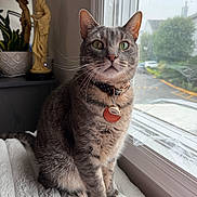 Humphrey joined the competition — help win amazing prizes! cat, tabby, gray_fur, pet, animal, portrait, sitting, window, indoors, collar, pet_tag, green_eyes, whiskers, ears, cozy, home, plant, statue, natural_light, close_up