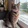 cat, tabby, gray_fur, pet, animal, portrait, sitting, window, indoors, collar, pet_tag, green_eyes, whiskers, ears, cozy, home, plant, statue, natural_light, close_up