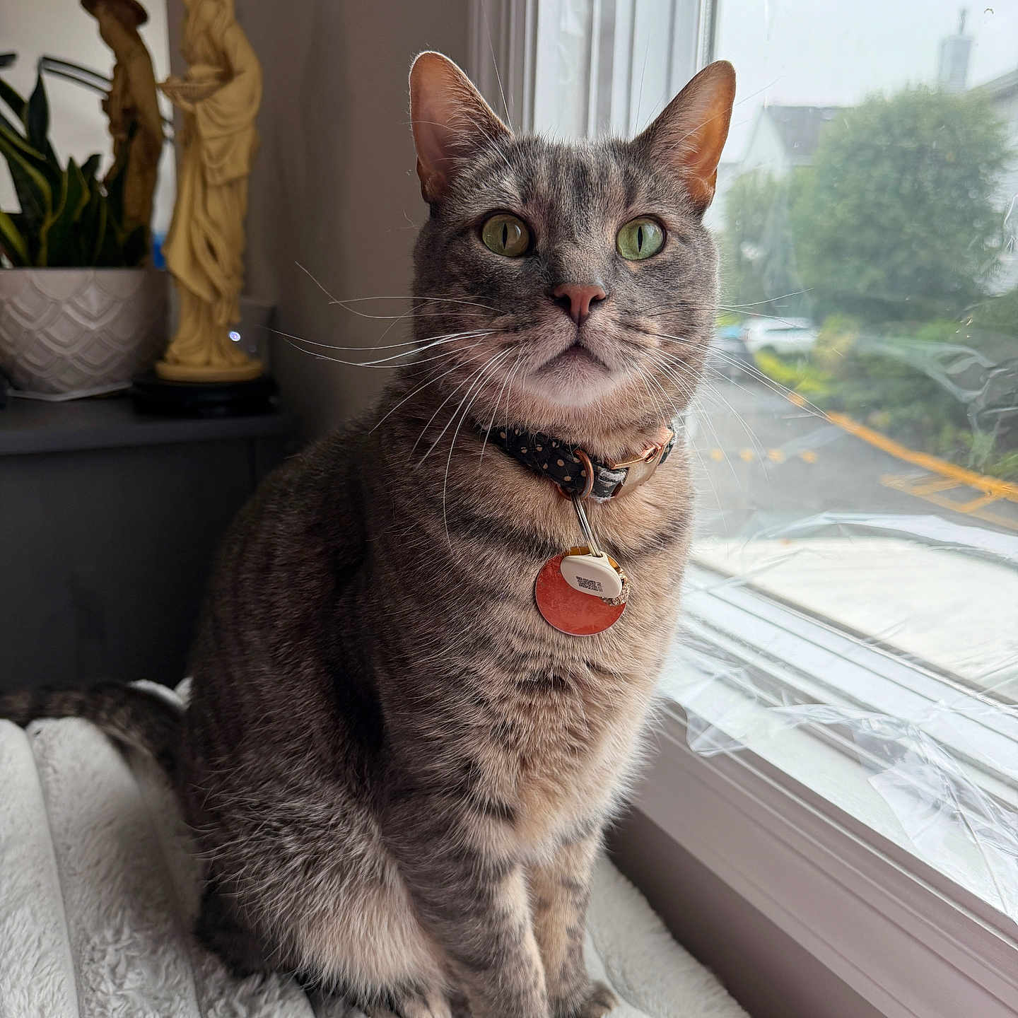 Humphrey joined the competition — help win amazing prizes! cat, tabby, gray_fur, pet, animal, portrait, sitting, window, indoors, collar, pet_tag, green_eyes, whiskers, ears, cozy, home, plant, statue, natural_light, close_up