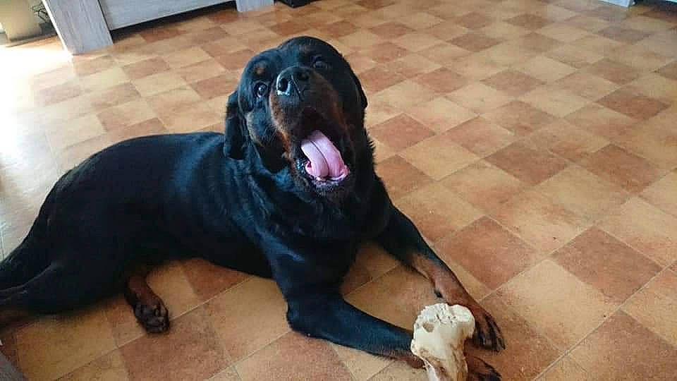 Jager a rejoint le concours — aidez-le/la à gagner de superbes lots ! borador, carnivore, companion_dog, dog, dog_breed, floor, flooring, foot, fur, guard_dog, hardwood, liver, sitting, terrestrial_animal, toy, varnish, wood, wood_flooring, working_animal, working_dog